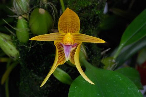 Bulbophyllum smitinandii, a species from Thailand and Vietnam. Photograph by Eric Hunt.