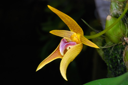 Bulbophyllum smitinandii, a species from Thailand and Vietnam. Photograph by Eric Hunt.