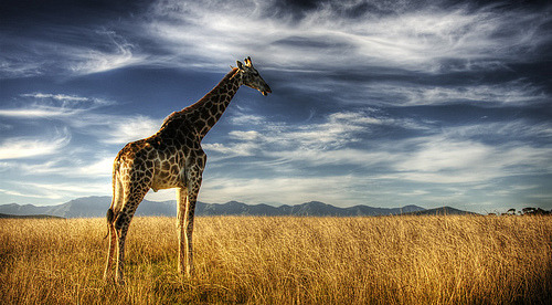 arpegios:Long neck (by momentaryawe.com)