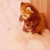 llane:  Red Tail Pandas are so cute!  They’re like kitty/panda/foxes! 