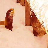 llane:  Red Tail Pandas are so cute!  They’re like kitty/panda/foxes! 