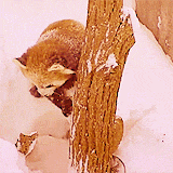 llane:  Red Tail Pandas are so cute!  They’re like kitty/panda/foxes! 
