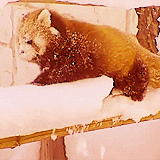 llane:  Red Tail Pandas are so cute!  They’re like kitty/panda/foxes! 