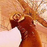 llane:  Red Tail Pandas are so cute!  They’re like kitty/panda/foxes! 