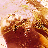 llane:  Red Tail Pandas are so cute!  They’re like kitty/panda/foxes! 