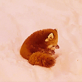 llane:  Red Tail Pandas are so cute!  They’re like kitty/panda/foxes! 