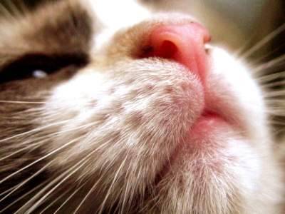 Cats Or Nothing!