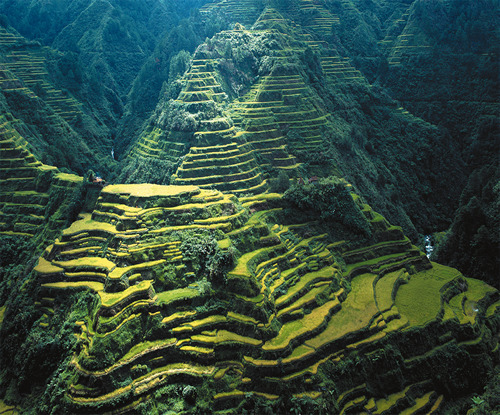 livmaddenn:  deoxify: What makes the Banaue rice terraces a world wonder? Just like