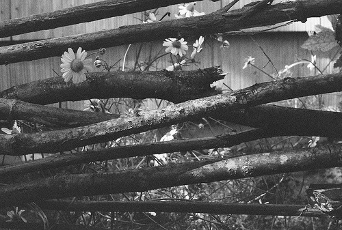 c-a-n-a-r-i-o.tumblr.com/post/17041517500/