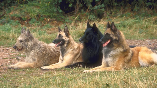 Porn photo fy-herdingdogs:  The Four Belgian Shepherd