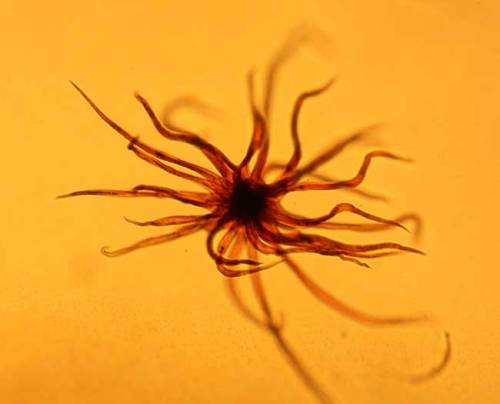 alchymista:Various fossilized creatures were uncovered in a Baltic amber tomb, with the specimens da