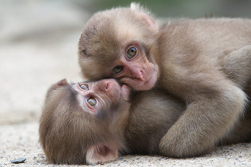 Snow monkeys jigokudani