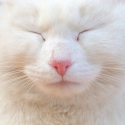 chat-grain-de-folie: Truffe blanche… 