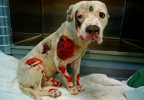 what-makes-niall-latigable:  Estas son las mismas personas que dicen respetar a alguien,