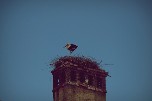 doremiau:Stork & nest on a roof in Sibiu, Romania (June 2011) 
