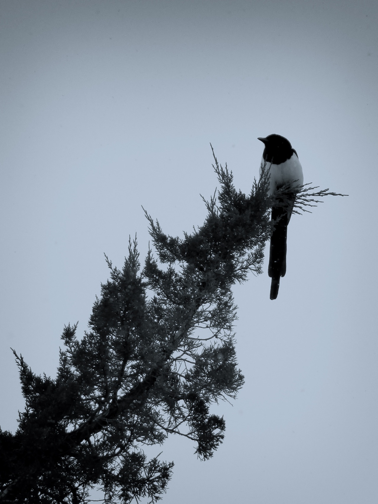 According to the tags on this, this is a picture of a magpie on a juniper tree. Words