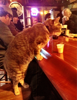  Before yesterday’s Krewe du Vieux parade, I saw a cat enter a bar (Molly’s), plop itself up on a barstool and get served a drink. And that wasn’t even the strangest thing I saw last night. 