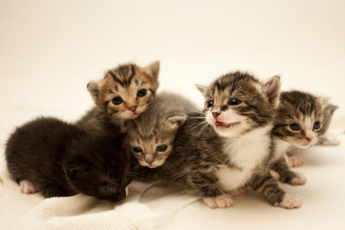 3 week old kittens! by jezikalyn on Flickr.