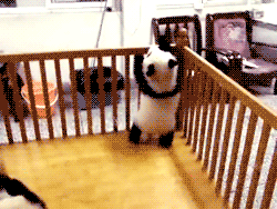 d0cpr0fess0r:“Okay your job is to keep the pandas in their pen.”“And I get paid to do this.”“Yes.”“S