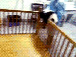 d0cpr0fess0r:  andyts:  Goddamnit pandas.  “Okay your job is to keep the pandas in their pen.” “And I get paid to do this.” “Yes.” “Splendid.”  aaaaaaaaaaand we’re back to the cute