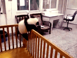 d0cpr0fess0r:andyts:Goddamnit pandas.“Okay your job is to keep the pandas in their pen.”“And I get p