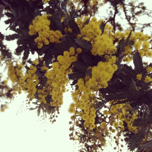 Acacia blossoming on Valencia (Taken with instagram)