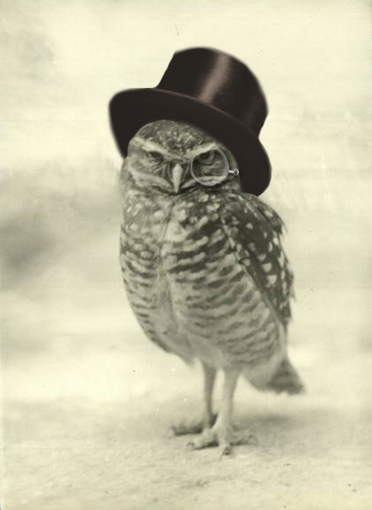 nique:My, that is a superb owl.