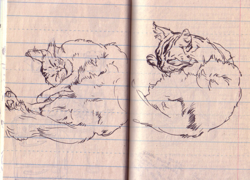 Sex Some sketches of Lion! pictures