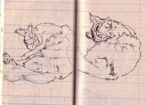 Some sketches of Lion!