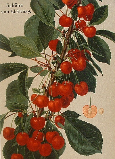 stilllifequickheart:Johann Georg Conrad OberdieckSchone von Chatenay1881