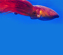 theburgerbox:The Blanket Octopus = Superhero of the Sea!!! So beautiful!