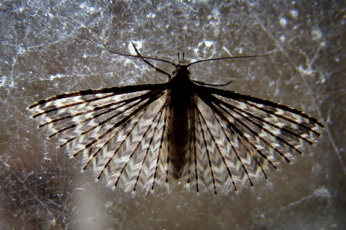 fuckyeahmoths:Alucita hexadactyla (Twenty-Plume Moth)