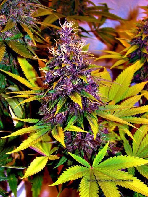 Visions From The Dankside