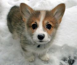 corgiporn:  Corgi puppy in snow