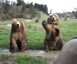 gingerhohoho:  waving bears are my favorite thing on the internet, basically.  