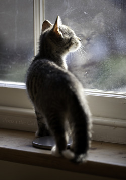 ponzuthecat:  I look out at the world …and it looks right back at me!  i want so many of these kitties&hellip;. :)