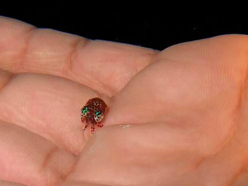 auwa:  moriartyandowls:  owlpellets:  crouchingtigerhiddenderp:  rainbowslowpoke:  Bobtail Squids (aka Dumpling squids) are one of the smallest species of squid, ranging from 1 to 8 centimetres in length. They are closely related to Cuttlefish, although
