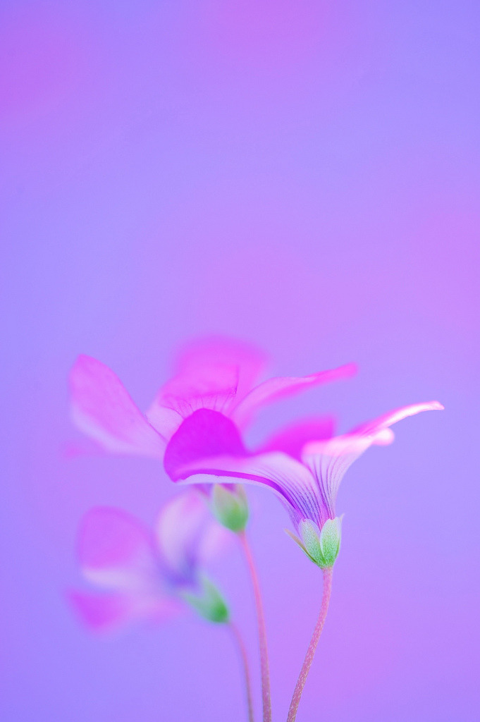 pyrrhic-victoria:  “Pink Shadows” by *Sakura* 