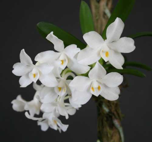 Amesiella minor, a miniature sized epiphyte from the Philippines. Photograph by brcotte2007.