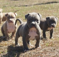 quadnation:  heatherday7:  my pit had puppies this morning &amp; im IN LOVE with every single 1 of them!!!   Lil guys gonna look so badass one day