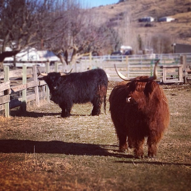 My mom’s neighbors. #cattle