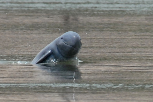 nationalpost:  18 critically endangered Irrawaddy porn pictures