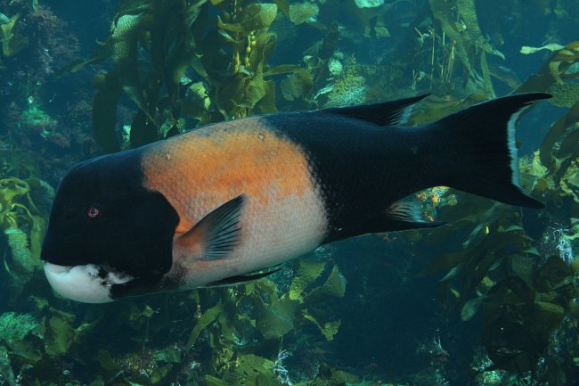 Male or female? Male sheephead (Semicossyphus pulcher) are larger, with black tail and head sections; and wide, reddish orange midriffs. Female sheephead are dull pink with white undersides. To make things more confusing, all sheephead are born...