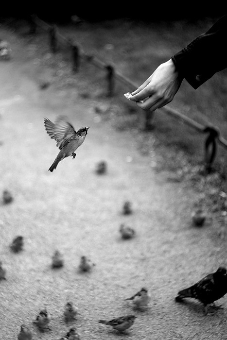 Welcome to Wonderland