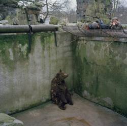 youstonefox:  cycomu: A bear sits alone in a pit in an utterly depressing Kaliningrad zoo. 2001, by Peter Marlow 
