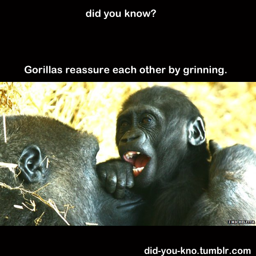 did-you-kno:  Gorillas bare their teeth in a playful “grin” to reassure one another