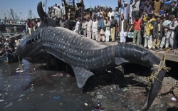 habemuspolitico:  Hay muchos políticos que pretenden ser tiburones. Pero, dudo que existan políticos como este tiburón, de 4o pies, capturado en Pakistán. ¡Vaya presa!  aca en la baja, los hay y le conocemos como tiburones ballenas, son tranquilos.