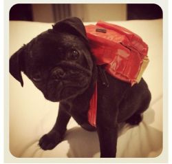 Theidiotking:  Wendybrrrd:  Yeahgrrrl:  Cutepugpics:  Puglet Is Off To School! Go