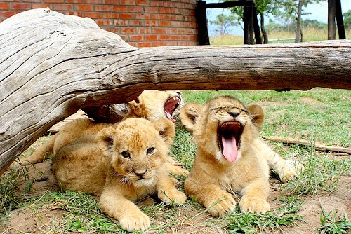 surferdude182:
“ Lion Cubs (by endraum)
”