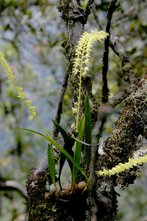 Dendrochilum dewindtianum, native to Sumatra, north and northwest Borneo, where it can be found from 1400 to 3000 meters in elevation. Photographed in situ on Mount Kinabalu, Borneo by Tony Rodd.